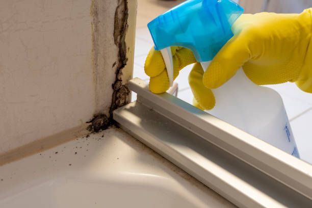 Best Black Mold Remediation in Isla Vista, CA