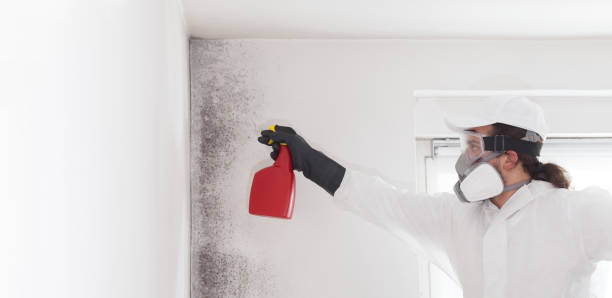 Reliable Isla Vista, CA Mold Remediation Solutions
