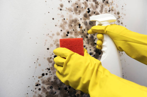 Best Kitchen Mold Remediation in Isla Vista, CA