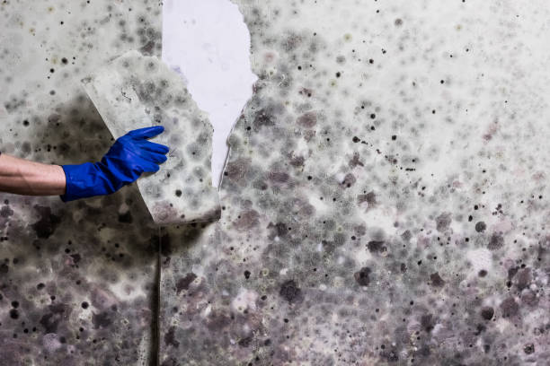 Best Kitchen Mold Remediation in Isla Vista, CA