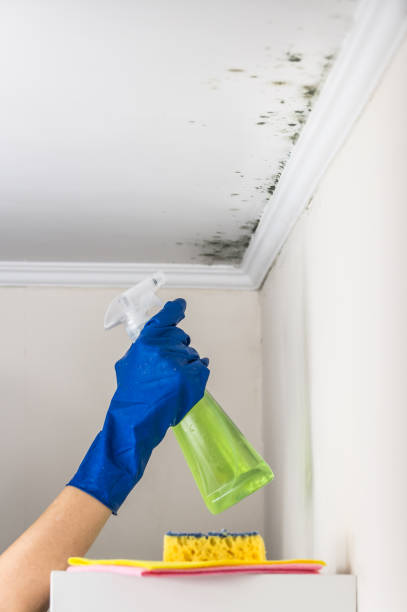 Reliable Isla Vista, CA Mold Remediation Solutions