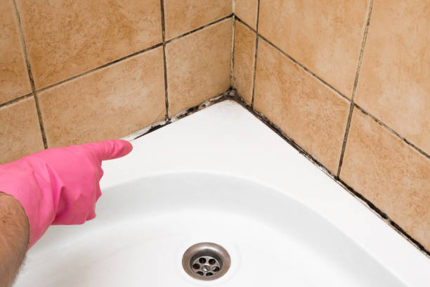 Best Commercial Mold Remediation in Isla Vista, CA